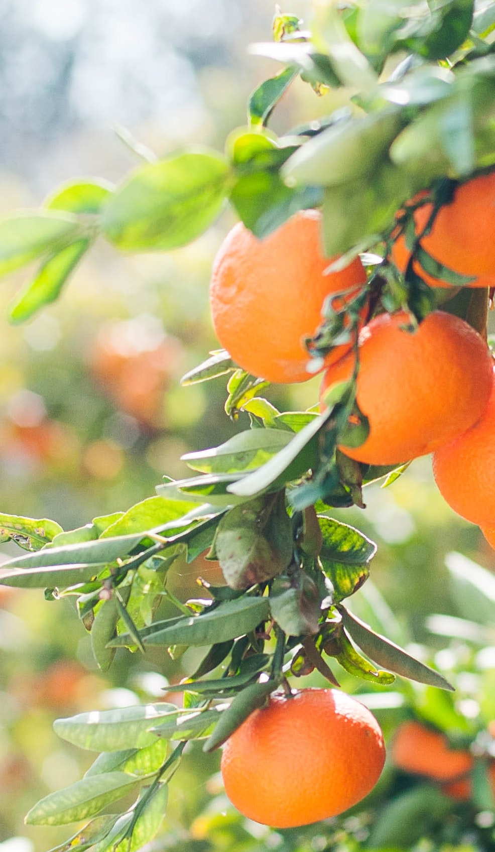 Lights Upon Orange Tree