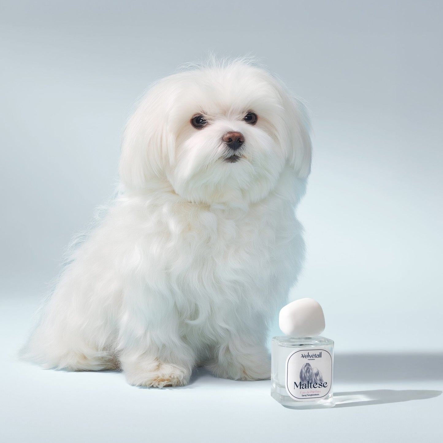 Maltese