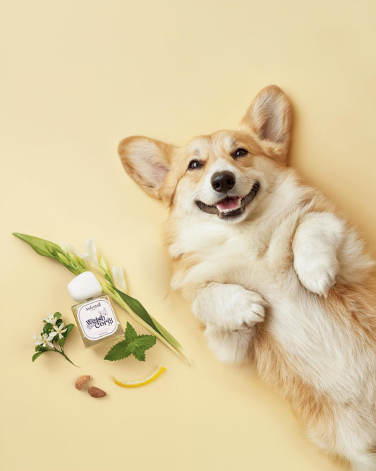 Welsh Corgi