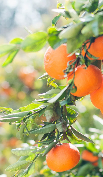Lights Upon Orange Tree