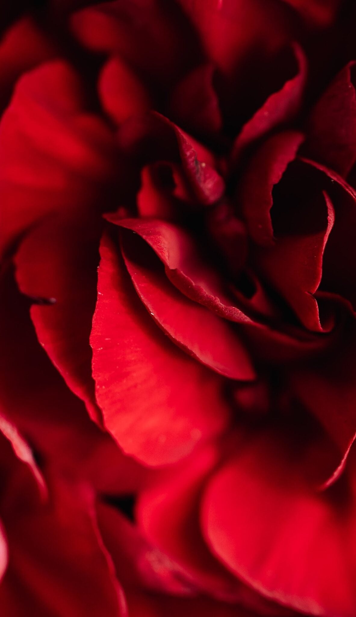 Rosa Raimunda